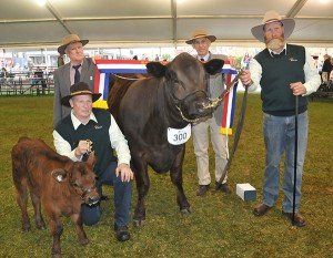 Grand champion female at Adelaide 2015 with judge Roger McIntosh, Crookwell, NSW and Barry Vogt, Kapunda, SA and exhibitors Mark and Darren Roth , .Echunga, SA.