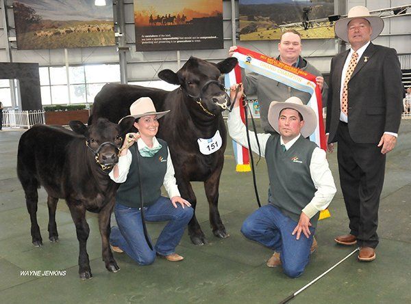Grand Champion Female at Melbourne show 2015 being sashed by Geordie Elliott, Performance Feeds, with judge Peter Falls, handler Elisha Basse and Pat Halloran, Kyneton, Vic.