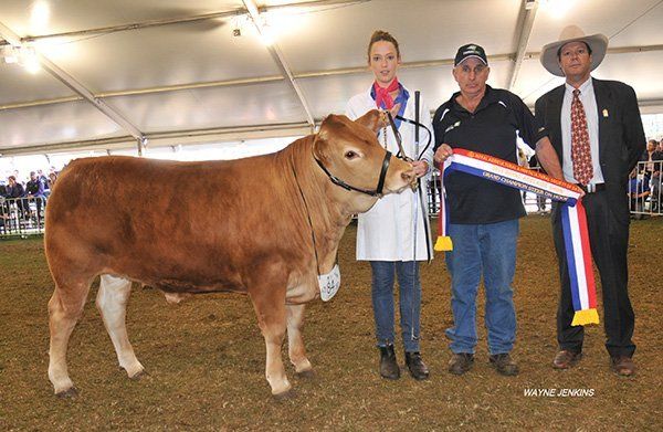 Grand champion steer with handler , Victoria Seidel, Malcolm Pritchard , TFI , Murray Bridge, SA, and judge John Manchee, Narrabri , NSW