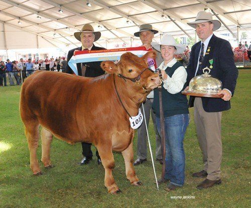 Grand Champion Steer at Sydney Royal Show 2016 with judge Terry Nolan , Gympie, Qld ,and Ian Coghlin, Gerogery, NSW , handler Rachel Relf, and Alastair Rayner , Tamworth, NSW.