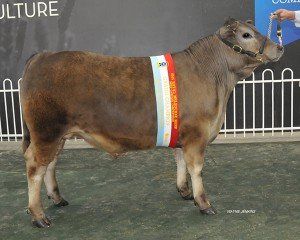 Grand champion steer exhibit and champion school steer from Yanco Agricultural school.