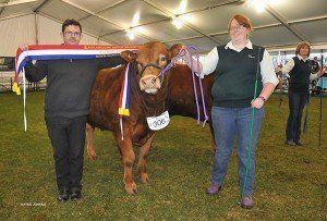 Jason Malseed , Mt Gambier , SA , sashed the senior champion bull at Adelaide 2015 , paraded by Sylvia Tichbourne ,Windsor Gardens, SA.