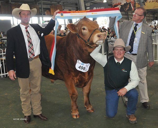 Judge Huw Evans with Michael Sullivan, RAS CEO placing the ribbon and Ian Robson, Adelong , NSW with his Grand Champion Bull. Photo courtesy Wayne Jenkins.