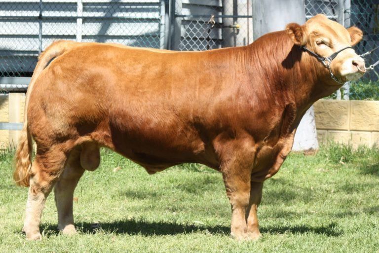 Junior Champion Bull Morrisvale Lumber Jack.