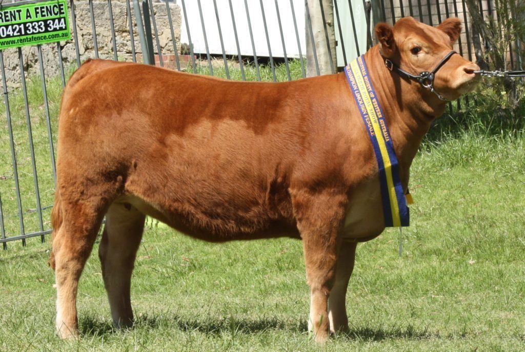 Junior Champion Heifer Morrisvale Leap of Faith.