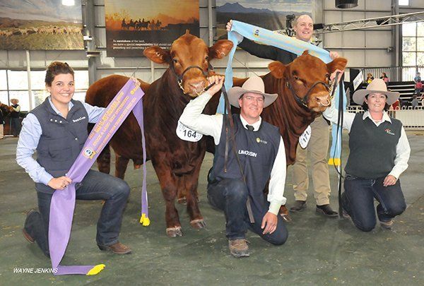 Junior Champion Inter breed-bull and Reserve Junior Champion Interbreed bull