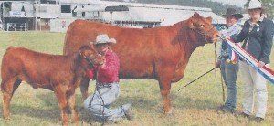 Limousin catlle