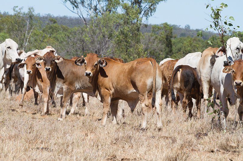 group of bull