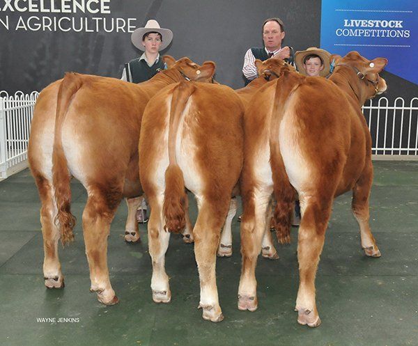 Limousin Borthwick steers