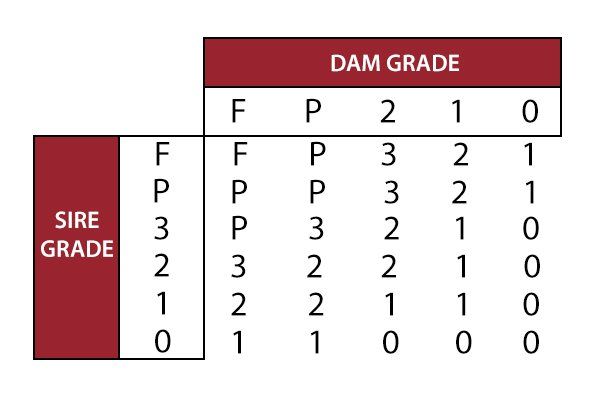 Limousin Grades Male Calves