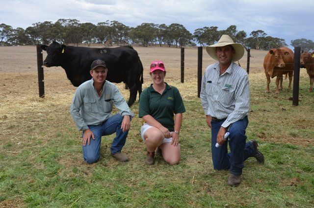 Maryvale sale, James Morris, Matt Vogt with lot 29 sold for 6000