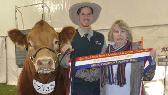 Mason Galpin and grand champion bull Warrawindi Lead Upgrade L11 being sashed by Liz Vogt, Maryvale Limousin stud, Kapunda. Photo courtesy Stock Journal.