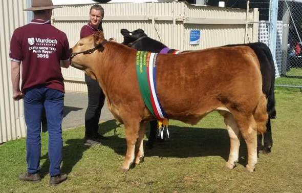 Champion Medium weight and Reserve Champion steer overall and reserve champion carcase, Murdoch University with a purebred Limousin.