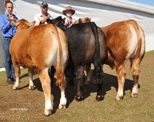 Winning O’Connor Shield steers