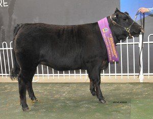 Reserve Champion Heavy Domestic Steer