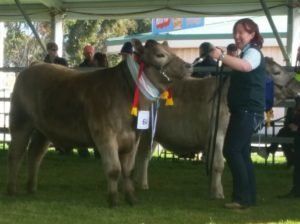 Reserve Champion Lightweight Steer.