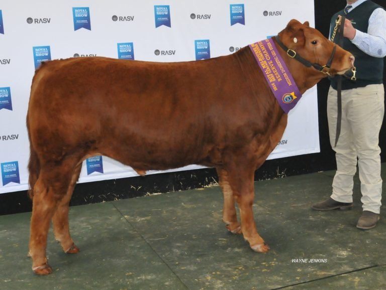 Reserve Champion Medium Domestic Steer exhibited by Yanco Agricultural High School and bred by Le Martres Limousins.