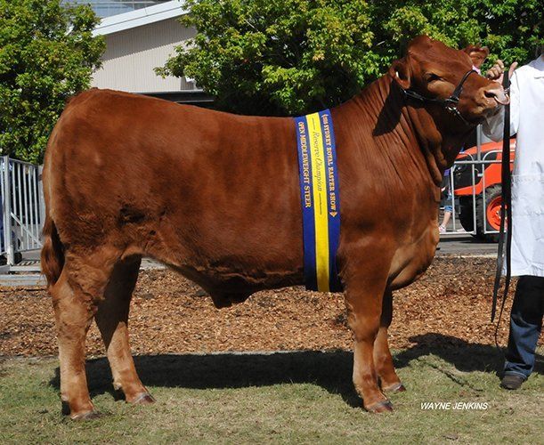 Reserve Champion Middle Weight steer