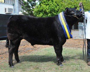 Reserve champion heavy weight steer