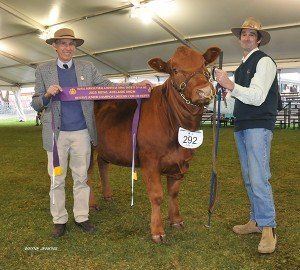 Reserve champion junior female at Adelaide 2015 being paraded by Stephen Vivian, Mannum, SA and sashed by Barry Vogt, Kapunda, SA.