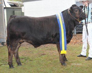 Reserve Champion School steer