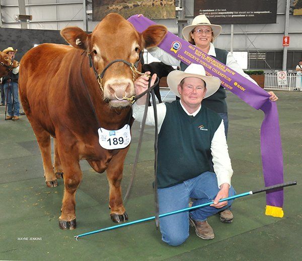 Reserve junior champion bull being sashed by Karen Hedger, Culcairn ,NSW, and lead by Glenn Trout , Wagga, NSW. At Melbourne show 2015