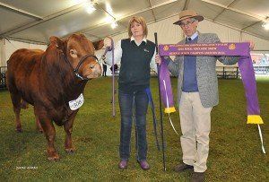 Reserve senior champion bull at Adelaide lead by exhibitor Sarah Popow, One Tree Hill , SA, with Barry Vogt , Kapunda, SA, placing the sash.
