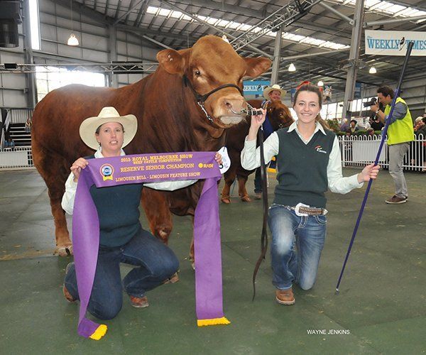 Reserve senior champion bull at Melbourne show 2015 with Susie Trout , Wagga, NSW , and Ammie Bolton, Girgarre , Vic