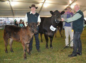 Reserve senior champion female at Adelaide 2015 , lead by Kym Rothe Myponga, SA and Ian Rothe , Langhorne Creek, SA , with Barry Vogt ,Kapunda, SA.