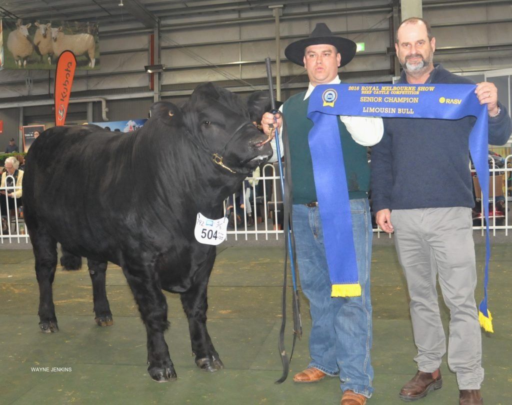 Senior Champion Bull with David Galpin, presenting the sash to Richard Martin, Mortlake, Vic. Photo courtesy Wayne Jenkins.