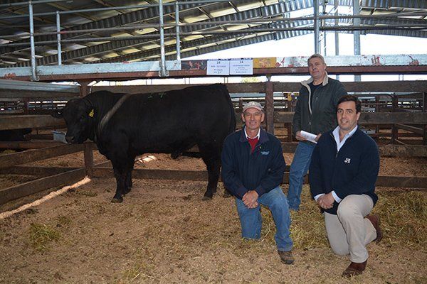 Southern Cross Sale pic 600