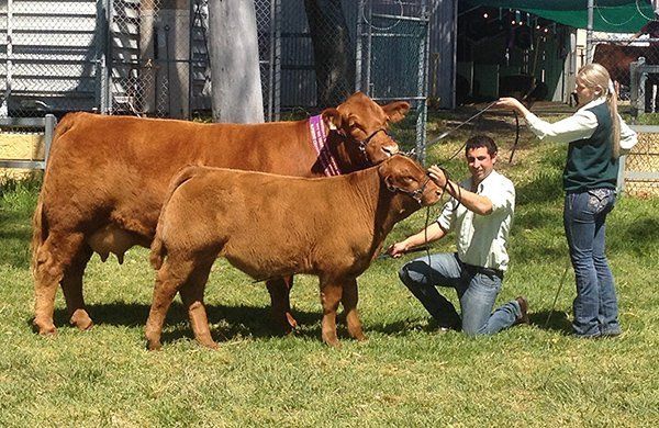 Senior and Grand Champion Female and Supreme Exhibit, Maryvale Hot Butter H201 exhibited by Michael Mamo.
