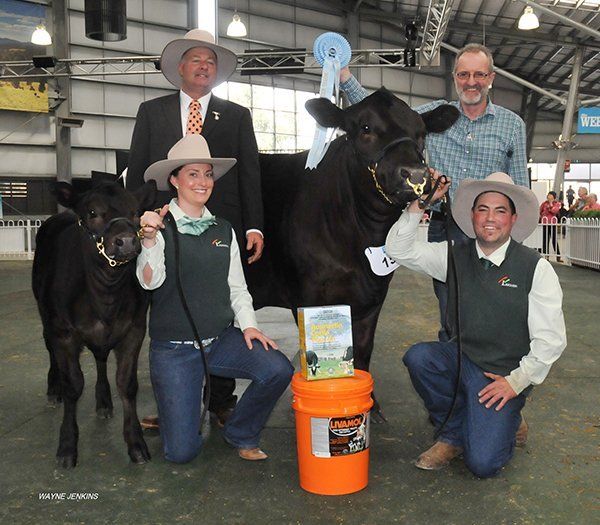 Supreme champion Limousin at Melbourne show 2015 with judge Peter Falls , Finley, NSW, and Chris Meade , CMTP, Colac, Vic presenting the ribbon to Pat Halloran, Kyneton, Vic and handler Lisha Basse
