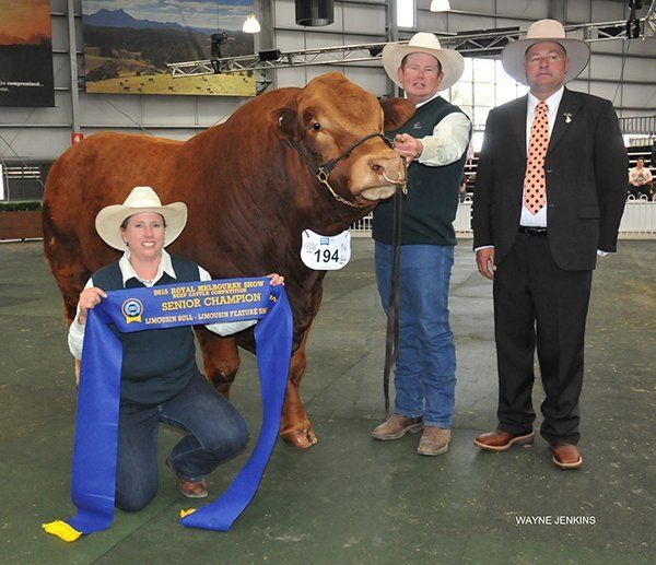 Susie and Glenn Trout, Wagga, NSW, and the Senior Champion Bull at Melbourne show 2015, with judge Peter Falls, Finley, NSW