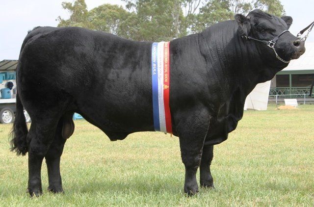 Toowoomba show 2015 LIMOUSIN bull