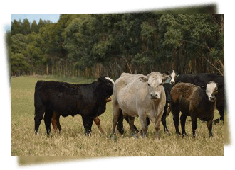 black and white bull
