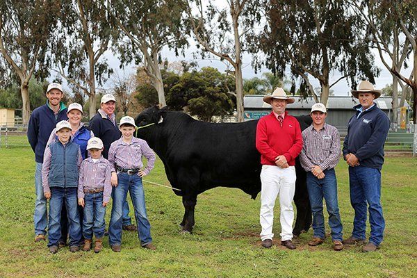 Bull sale 2016 c186 600