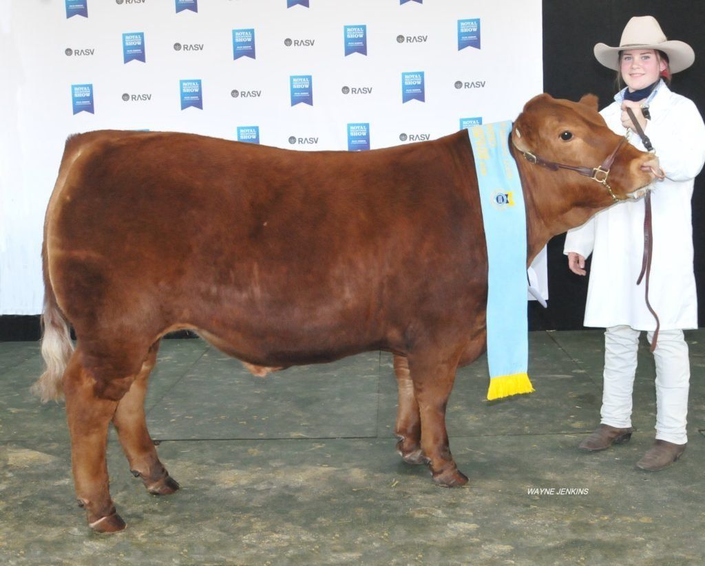 Champion Heavy Weight Steer exhibited by St Mary of the Angels College