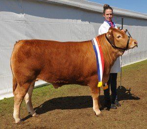 Champion heavy domestic weight steer and Grand Champion steer of the show