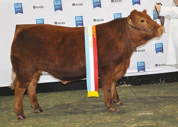 Grand Champion & Champion Heavy Domestic Steer exhibited by Yanco Ag. High School. Photos courtesy Wayne Jenkins.