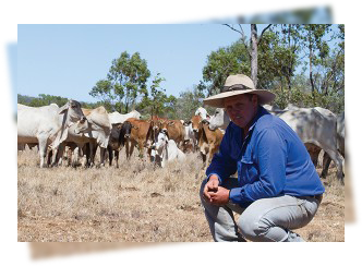 man with bull