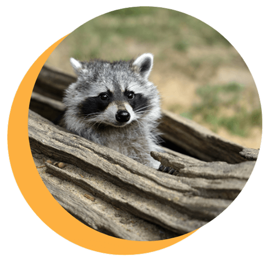 Large-Raccoon