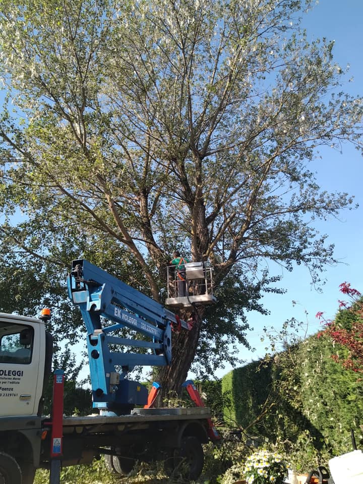 potatura alberi