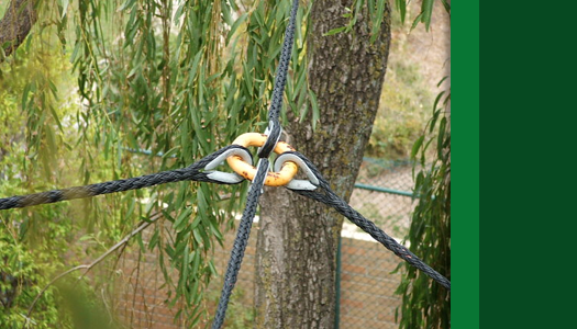 Arborcorp's Cabling and Bracing Services