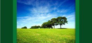 Arborcorp's Tree and Shrub Fertilization Services