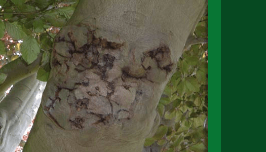Arborcorp's Insect and Disease Management
