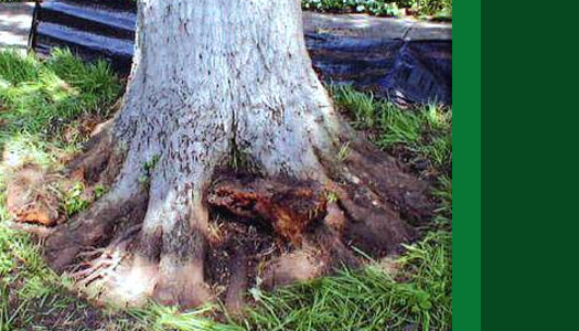 Arborcorp's Root Collar Excavation Services