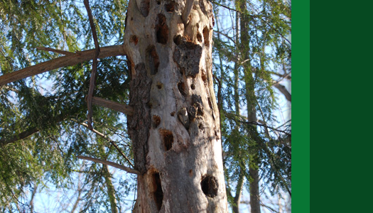 Arborcorp's Tree Cavity Treatment Services