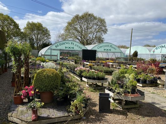 Wide range of beautiful flowers in nursery in Chichester 