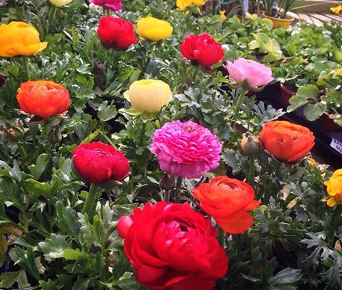 View of vibrant bedding plants in nursery in Chichester